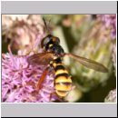 Conops quadrifasciatus - Dickkopffliege 08.jpg